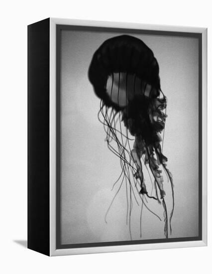 Jellyfish-Henry Horenstein-Framed Premier Image Canvas