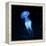 Jellyfish-null-Framed Premier Image Canvas