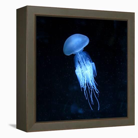 Jellyfish-null-Framed Premier Image Canvas