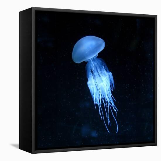 Jellyfish-null-Framed Premier Image Canvas