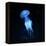 Jellyfish-null-Framed Premier Image Canvas