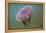 Jellyfish-DLILLC-Framed Premier Image Canvas