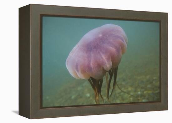 Jellyfish-DLILLC-Framed Premier Image Canvas