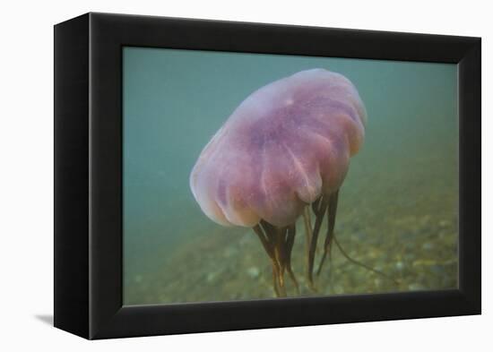 Jellyfish-DLILLC-Framed Premier Image Canvas