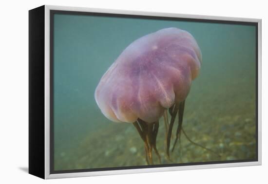 Jellyfish-DLILLC-Framed Premier Image Canvas