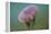 Jellyfish-DLILLC-Framed Premier Image Canvas