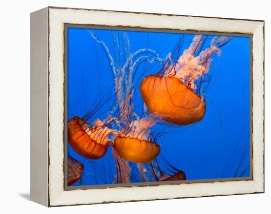 Jellyfish-topseller-Framed Premier Image Canvas