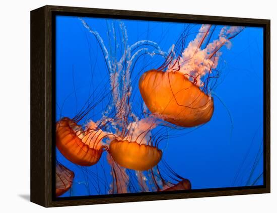 Jellyfish-topseller-Framed Premier Image Canvas