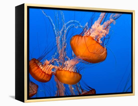 Jellyfish-topseller-Framed Premier Image Canvas