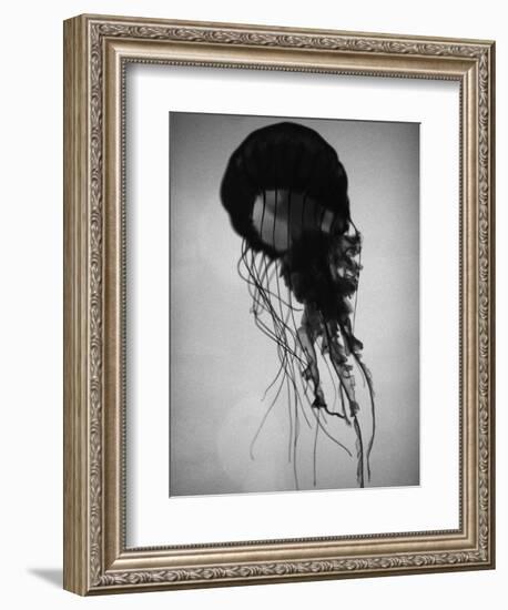 Jellyfish-Henry Horenstein-Framed Photographic Print