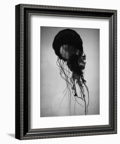 Jellyfish-Henry Horenstein-Framed Photographic Print