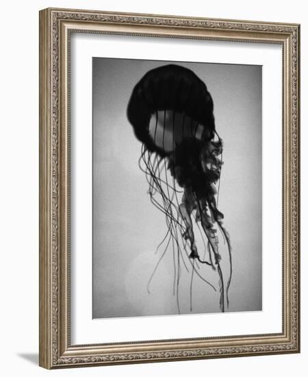 Jellyfish-Henry Horenstein-Framed Photographic Print