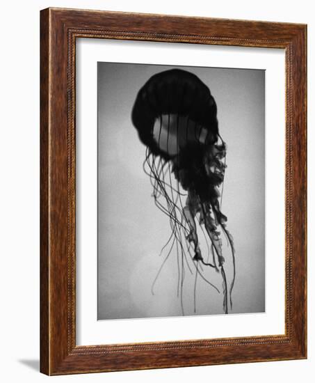 Jellyfish-Henry Horenstein-Framed Photographic Print