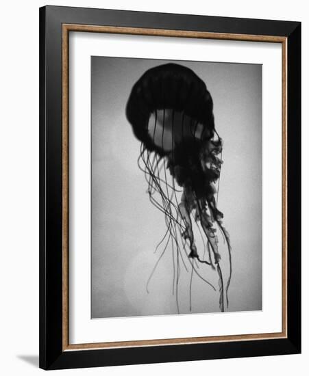 Jellyfish-Henry Horenstein-Framed Photographic Print