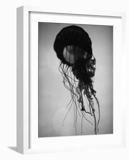 Jellyfish-Henry Horenstein-Framed Photographic Print