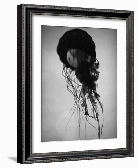 Jellyfish-Henry Horenstein-Framed Photographic Print