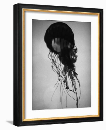 Jellyfish-Henry Horenstein-Framed Photographic Print