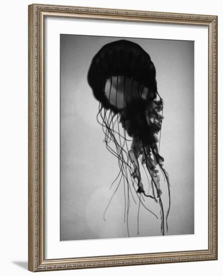 Jellyfish-Henry Horenstein-Framed Photographic Print