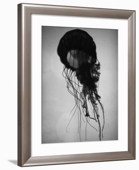 Jellyfish-Henry Horenstein-Framed Photographic Print