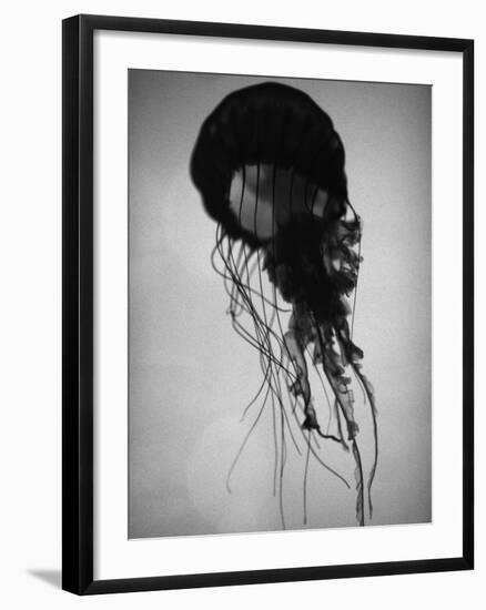 Jellyfish-Henry Horenstein-Framed Photographic Print