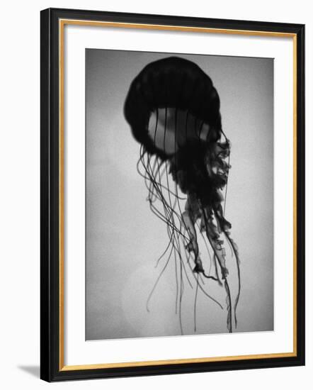 Jellyfish-Henry Horenstein-Framed Photographic Print