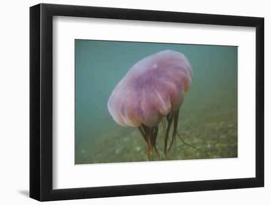 Jellyfish-DLILLC-Framed Photographic Print