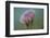 Jellyfish-DLILLC-Framed Photographic Print