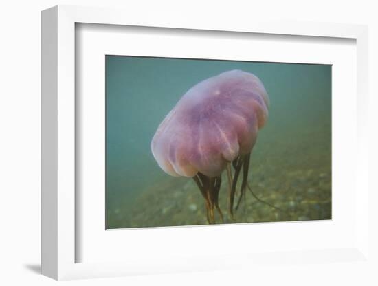 Jellyfish-DLILLC-Framed Photographic Print