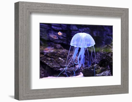 Jellyfish-Aizhong Wang-Framed Photographic Print