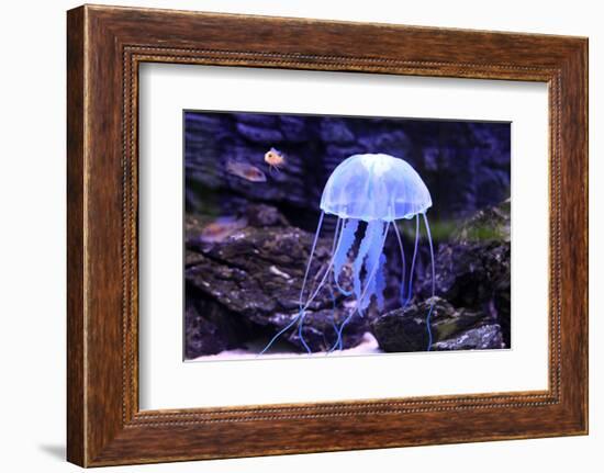 Jellyfish-Aizhong Wang-Framed Photographic Print