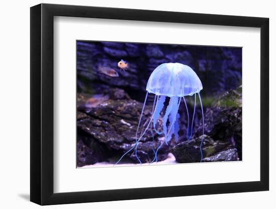 Jellyfish-Aizhong Wang-Framed Photographic Print