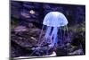 Jellyfish-Aizhong Wang-Mounted Photographic Print