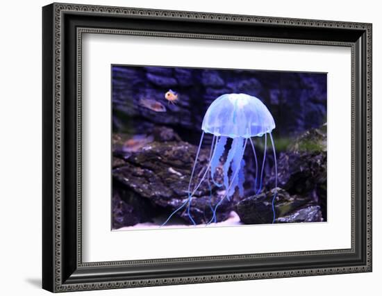 Jellyfish-Aizhong Wang-Framed Photographic Print