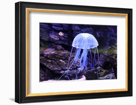 Jellyfish-Aizhong Wang-Framed Photographic Print