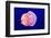 Jellyfish-ymgerman-Framed Photographic Print