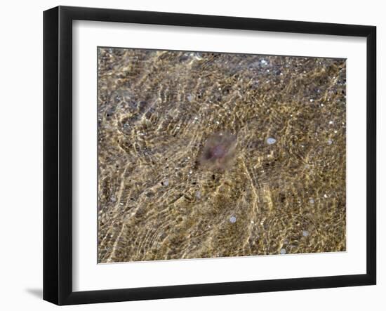 Jellyfish-Mirek1967-Framed Photographic Print