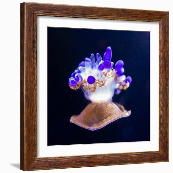 Jellyfish-Nicousnake-Framed Photographic Print