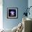 Jellyfish-Nicousnake-Framed Photographic Print displayed on a wall