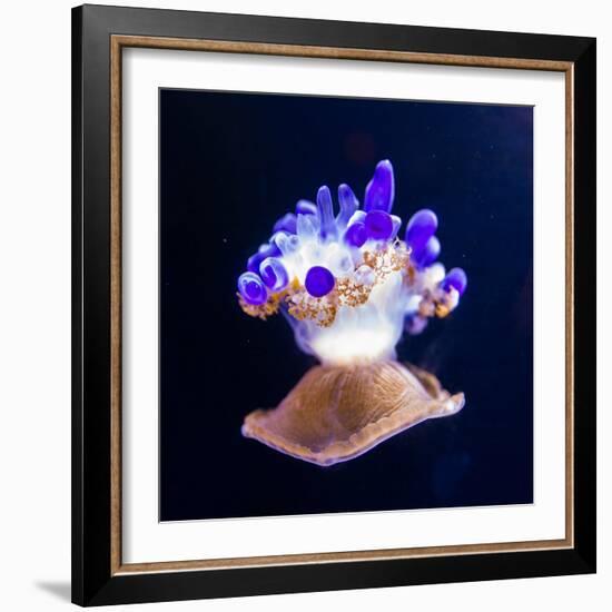 Jellyfish-Nicousnake-Framed Photographic Print