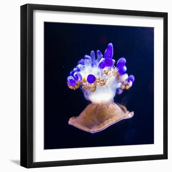 Jellyfish-Nicousnake-Framed Photographic Print