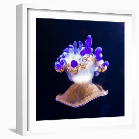 Jellyfish-Nicousnake-Framed Photographic Print