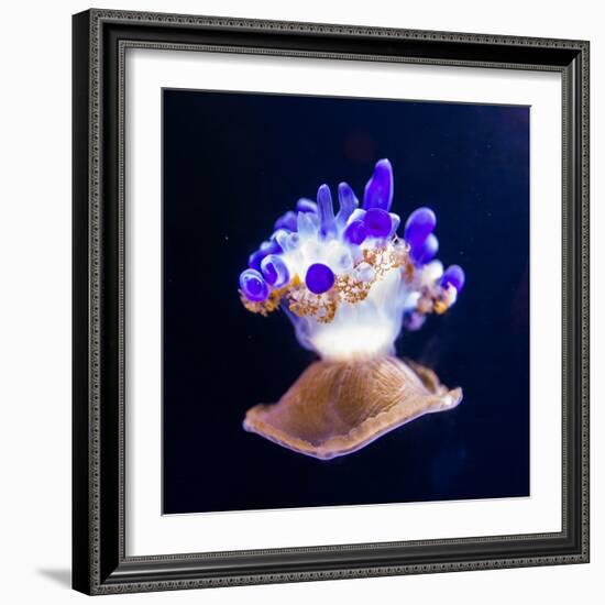 Jellyfish-Nicousnake-Framed Photographic Print