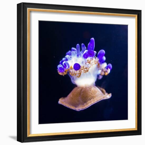 Jellyfish-Nicousnake-Framed Photographic Print