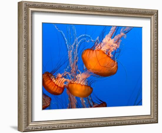 Jellyfish-topseller-Framed Photographic Print