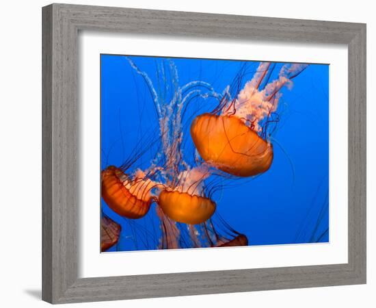 Jellyfish-topseller-Framed Photographic Print