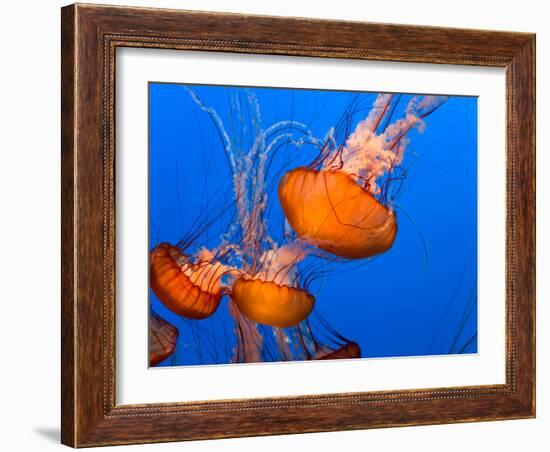 Jellyfish-topseller-Framed Photographic Print