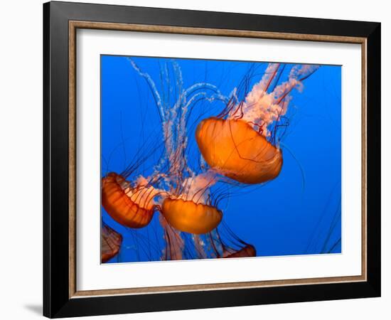 Jellyfish-topseller-Framed Photographic Print