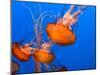 Jellyfish-topseller-Mounted Photographic Print