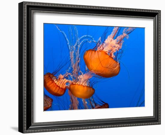 Jellyfish-topseller-Framed Photographic Print