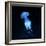 Jellyfish-null-Framed Photographic Print